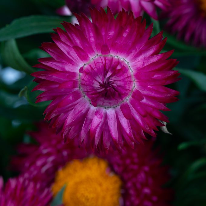 Bracteantha_Cottage_Purple