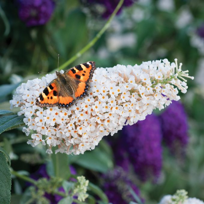 Buddleja Baby Buzz Basket White