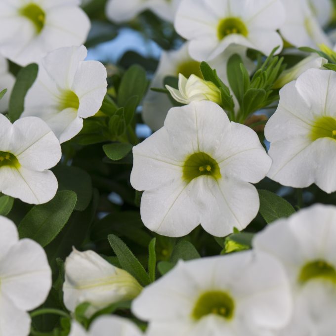 Calibrachoa Calibaby Snow