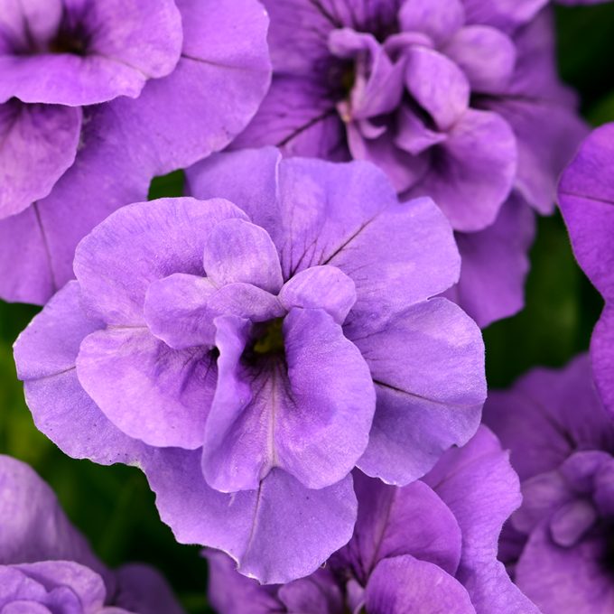 Calibrachoa Dubble Blue