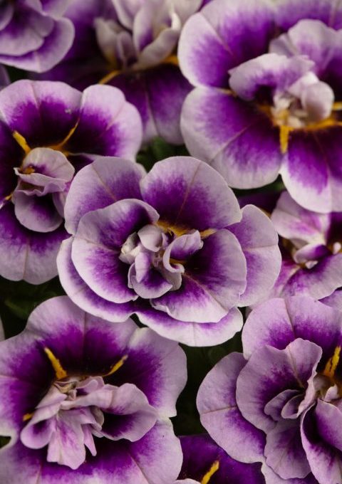 Calibrachoa Dubble-Blue-a-Dot