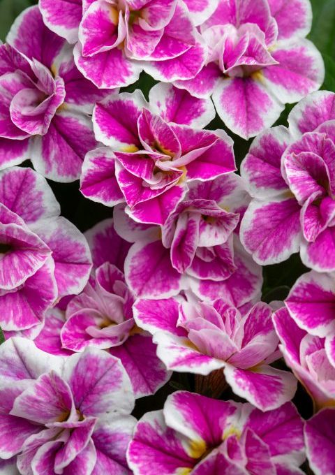 Calibrachoa Dubble Bubble Gum
