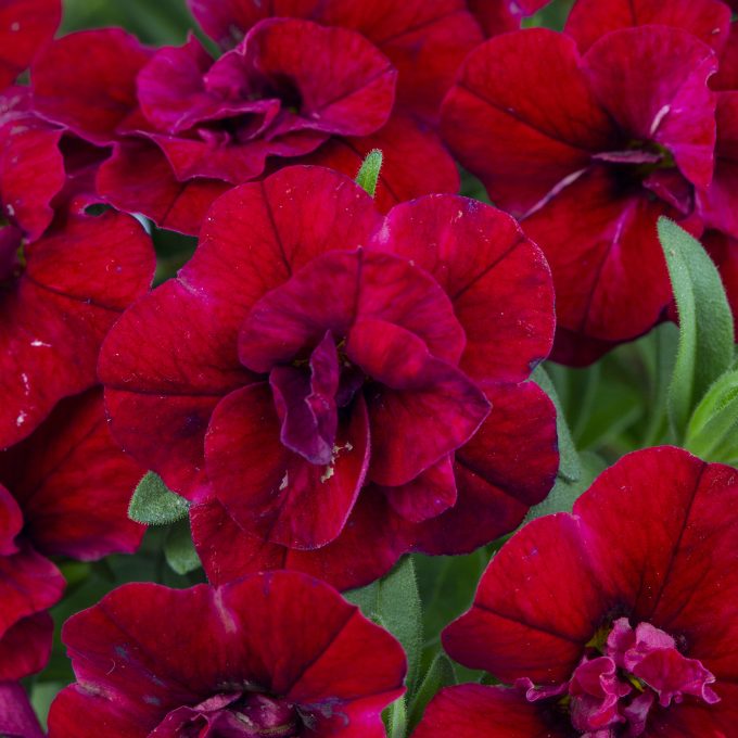 Calibrachoa Dubble Red