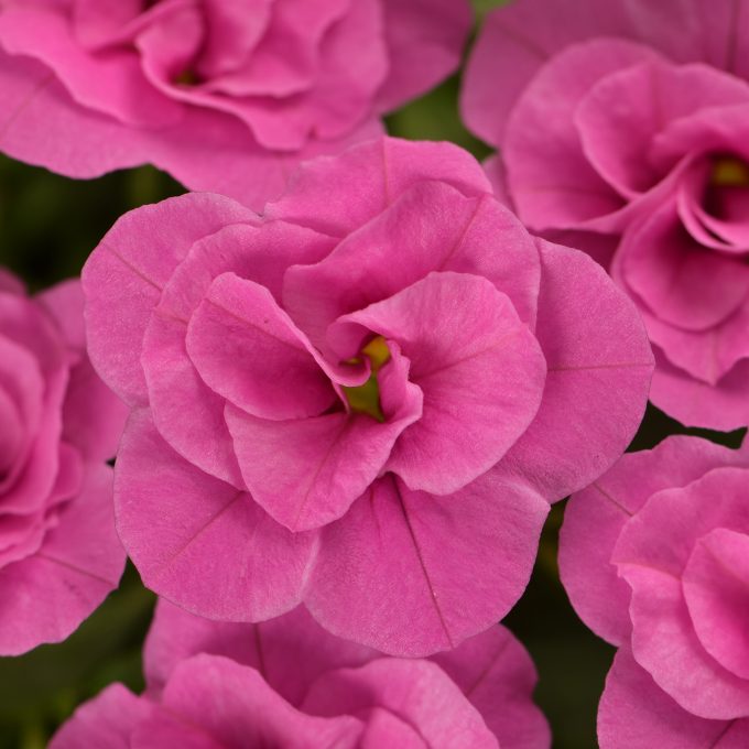 Calibrachoa Dubble Rose
