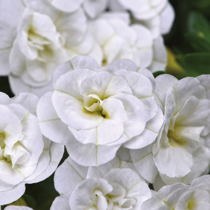 Calibrachoa Dubble White