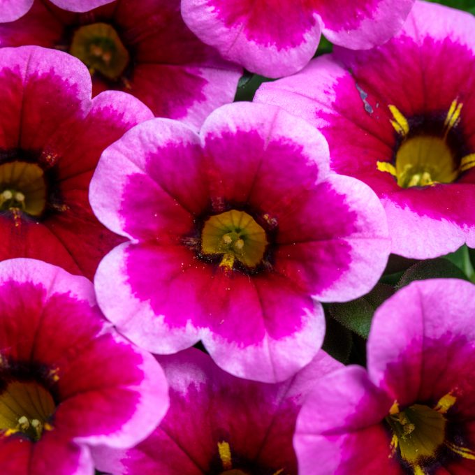 Calibrachoa Eyecatcher Neon Pink