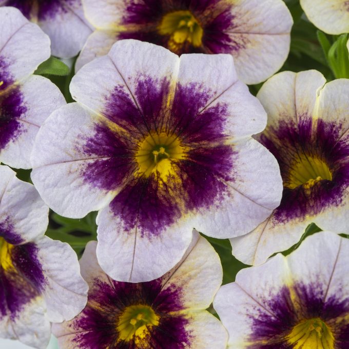 Calibrachoa Eyecatcher Plum