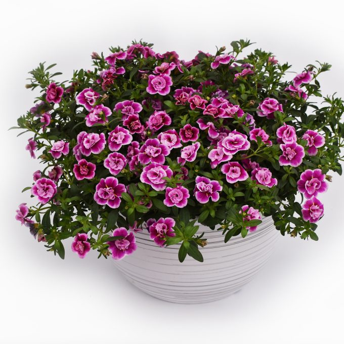 Calibrachoa dubble pink-a-dot