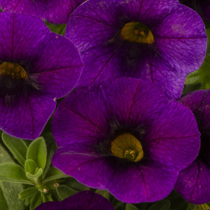 Calibrachoa_Calibaby_Blue