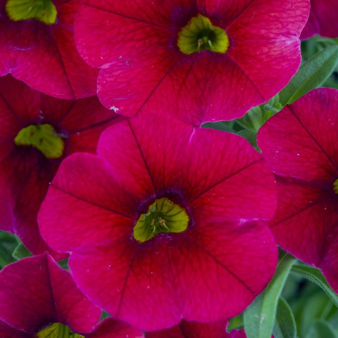 Calibrachoa_Calibaby_Red