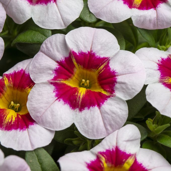 Calibrachoa_Calibaby_Star_Kiss