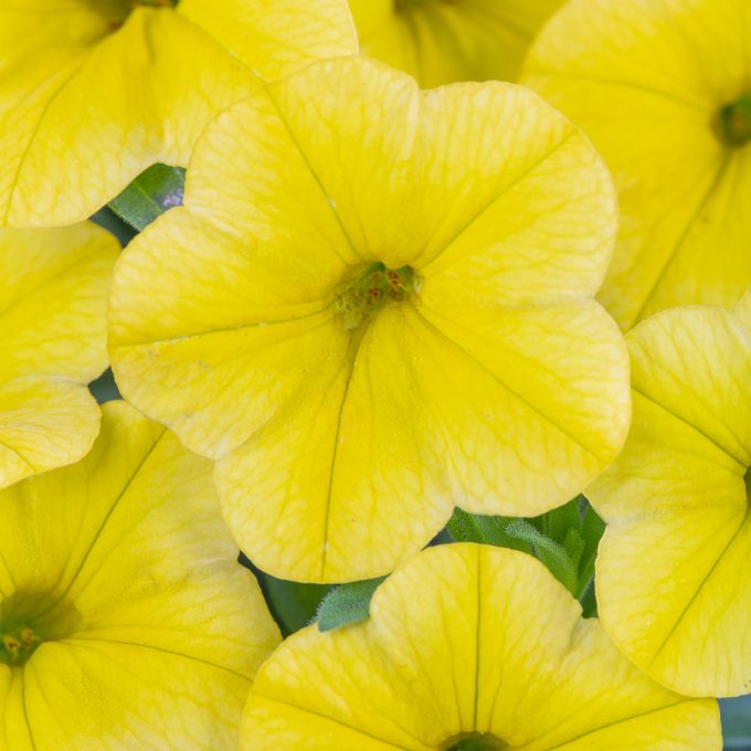 Calibrachoa_Calibaby_Yellow