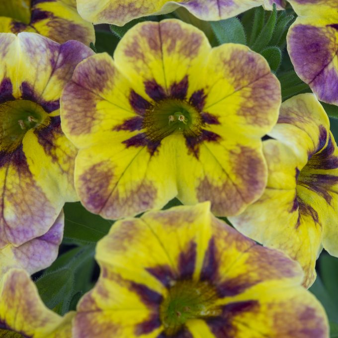 Calibrachoa_Caliloco_Tiger