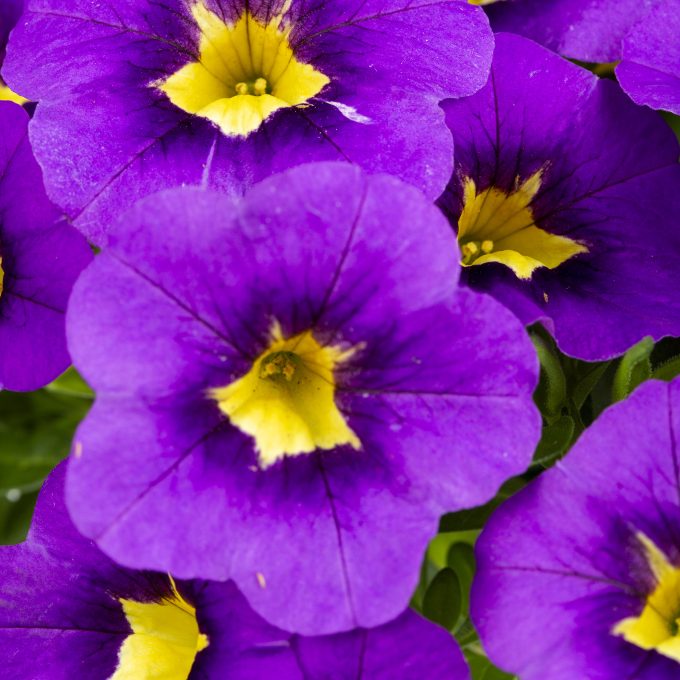 Calibrachoa_Calitastic_Indigo