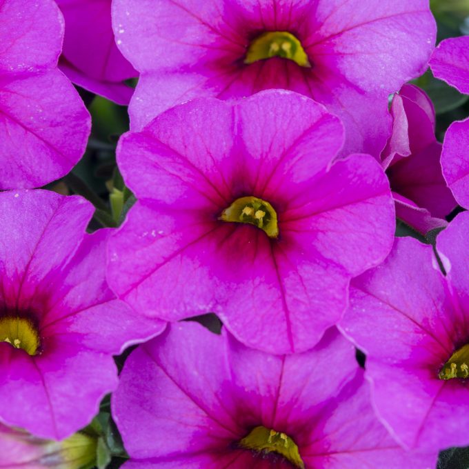 Calibrachoa_Calitastic_Romeo_Pink
