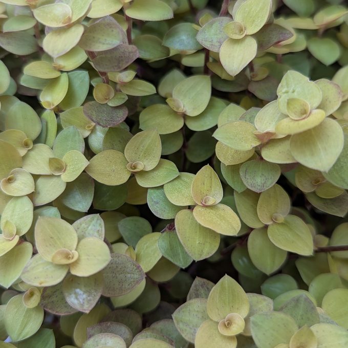 Callisia FanciFillers Dragon Scales