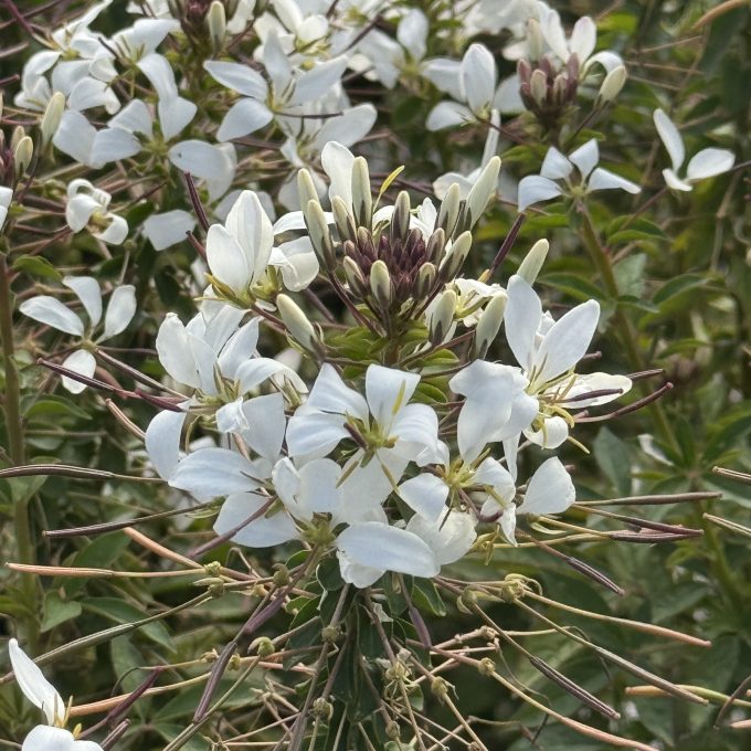Cleome Arana White