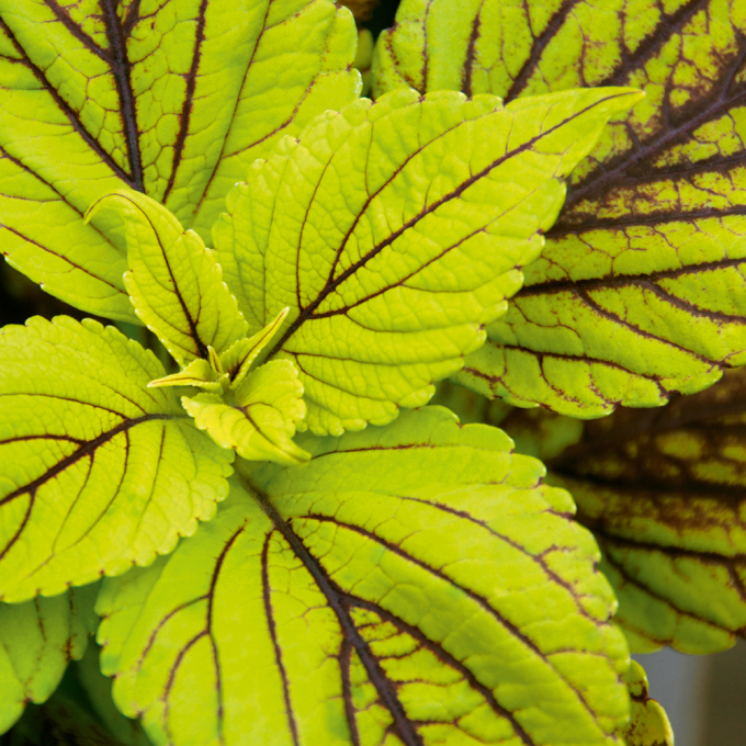 Coleus Copinto Caipirinha