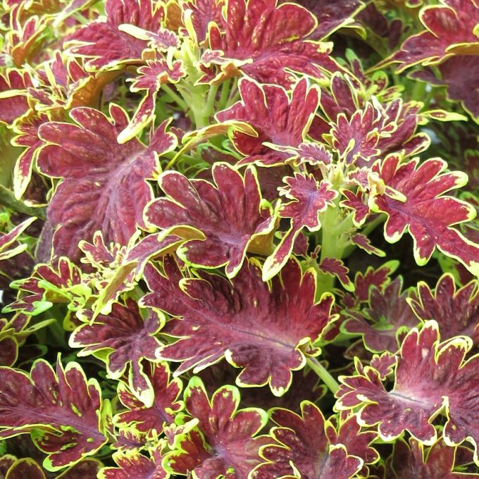 Coleus Copinto Cuba Libre