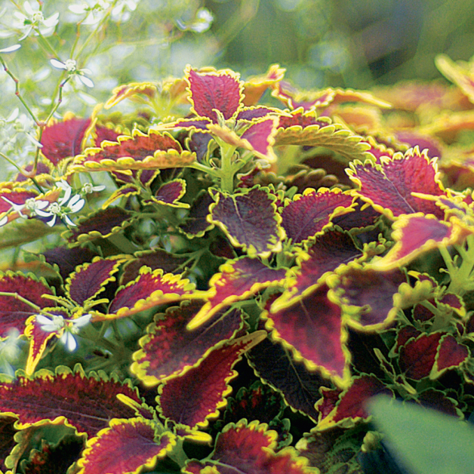 Coleus Copinto Daiquiri