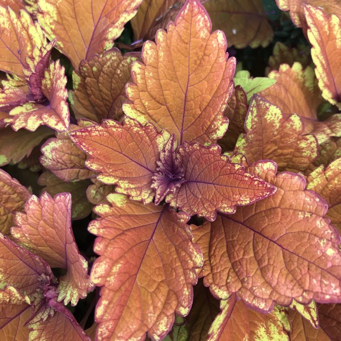 Coleus Copinto_Long_Island_Ice_Tea