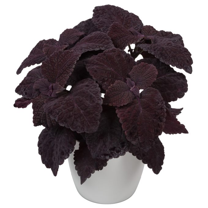 Coleus Manhattan