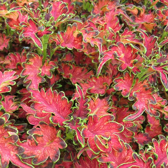 Coleus Planters Punch