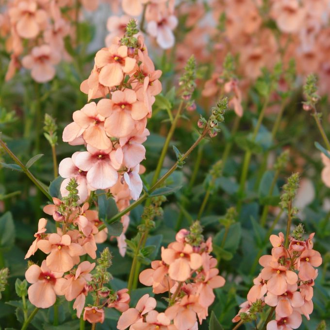 Diascia Towers of Flowers Apricot