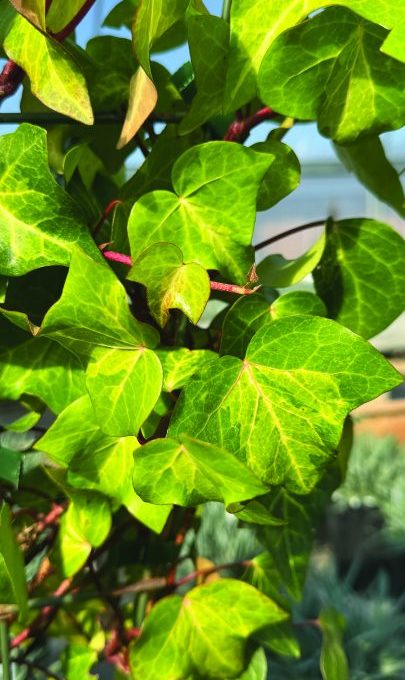 Hebera-Tropical-Sunburst-002-405x720