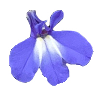 Lobelia Africo Blue with Eye close