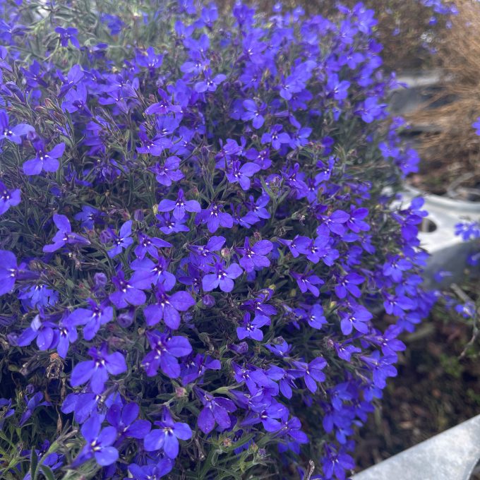 Lobelia Africo Dark Blue