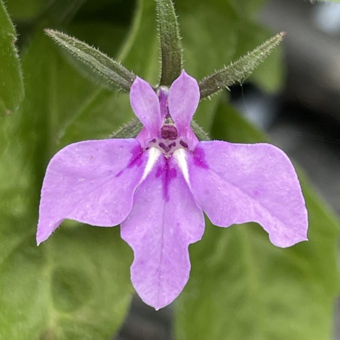 Lobelia Africo Lilac