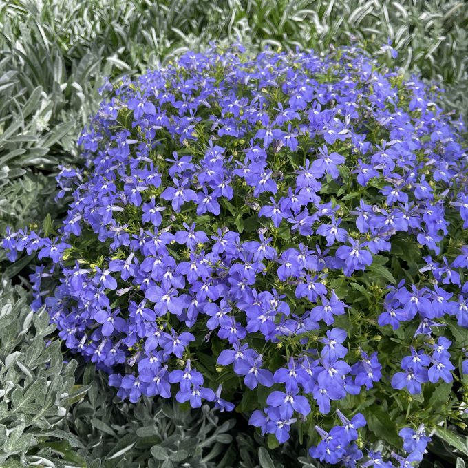 Lobelia Africo Oasis Blue