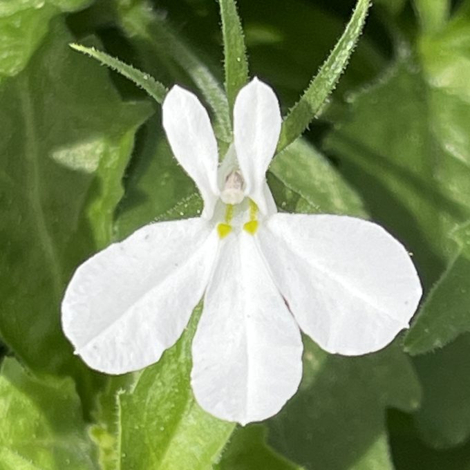 Lobelia Africo White Cloud