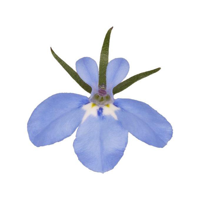 Lobelia Africo_Light Blue