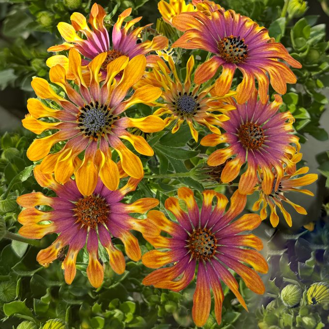 Osteospermum Gelato Palleta Passion