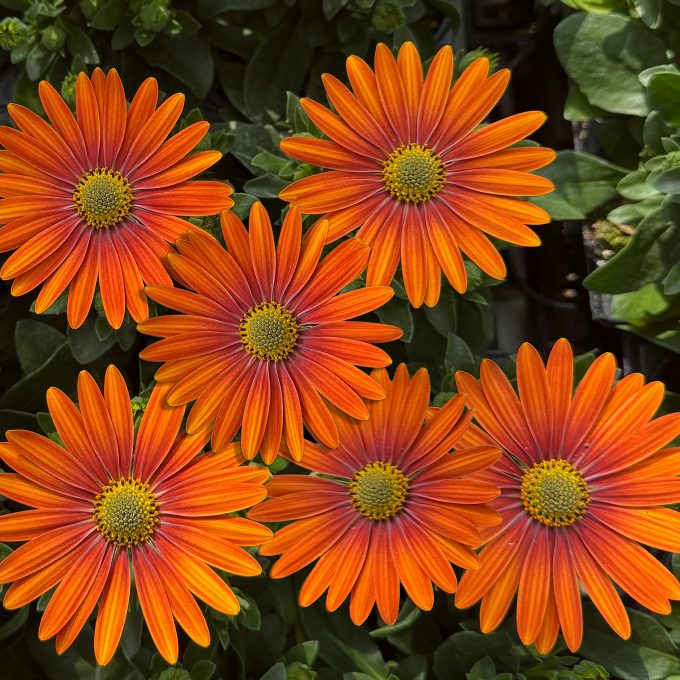 Osteospermum Gelato Tangerine
