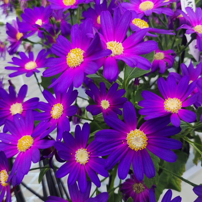 Pericallis Senetti Orchid-Glow