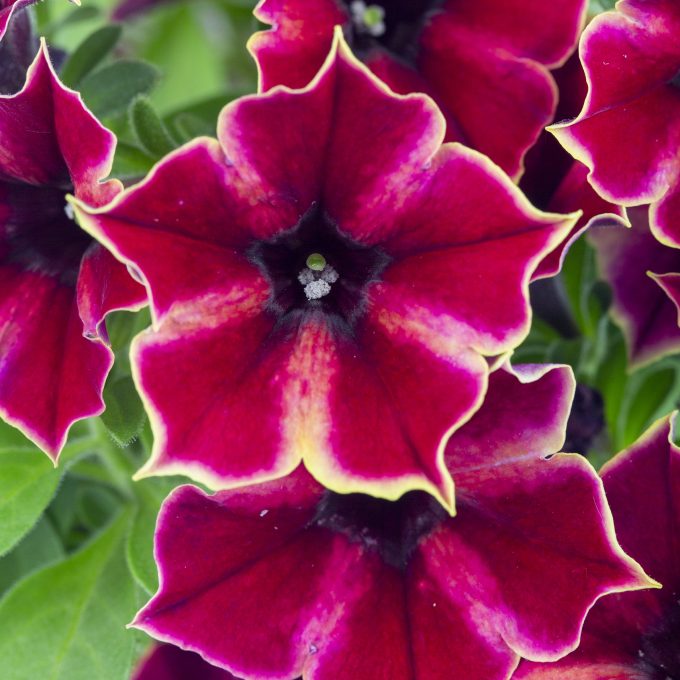 Petunia Crazytunia High Five