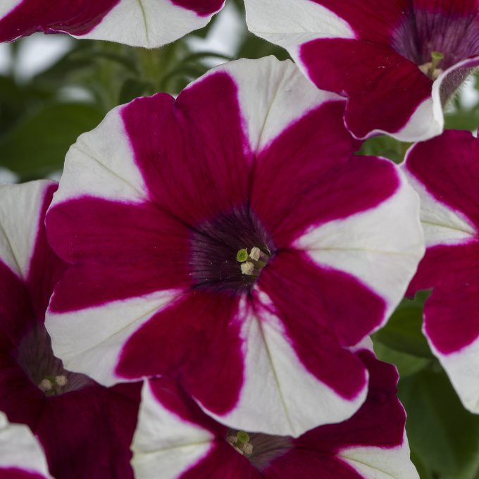Petunia Crazytunia Mulberry Street