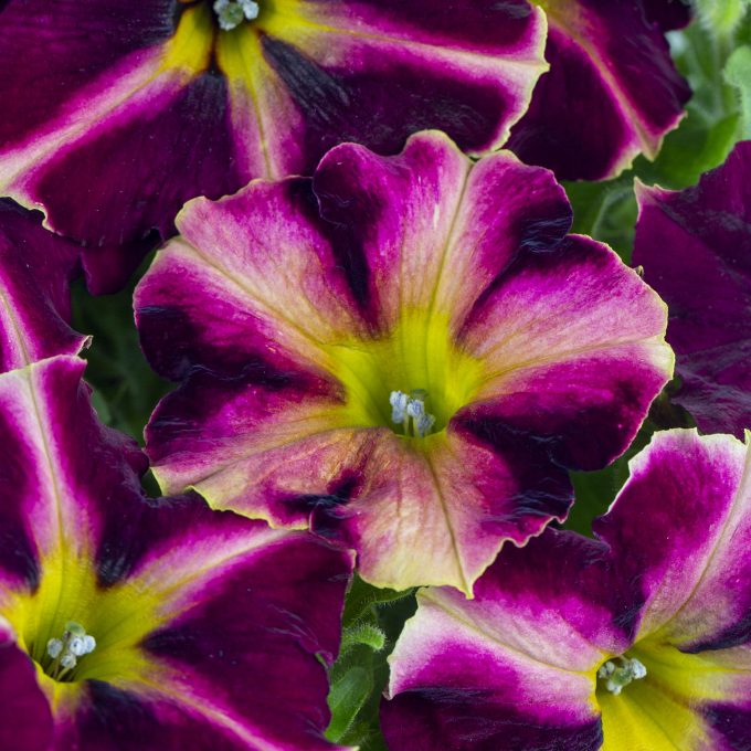 Petunia Crazytunia Rizzberry
