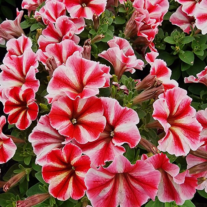 Petunia Crazytunia Secred Star