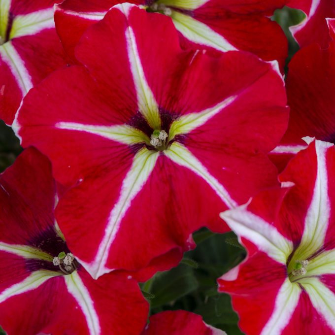 Petunia Crazytunia Skookum Star
