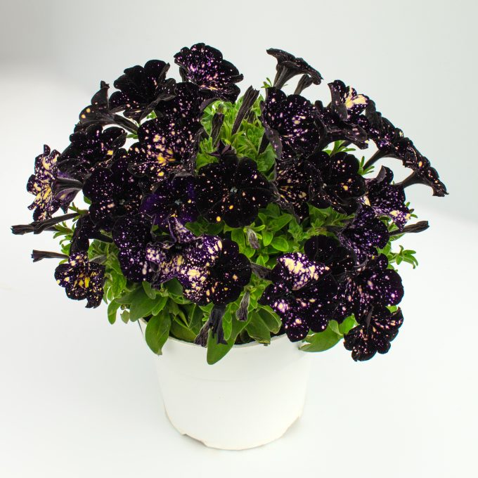 Petunia Discoball Black