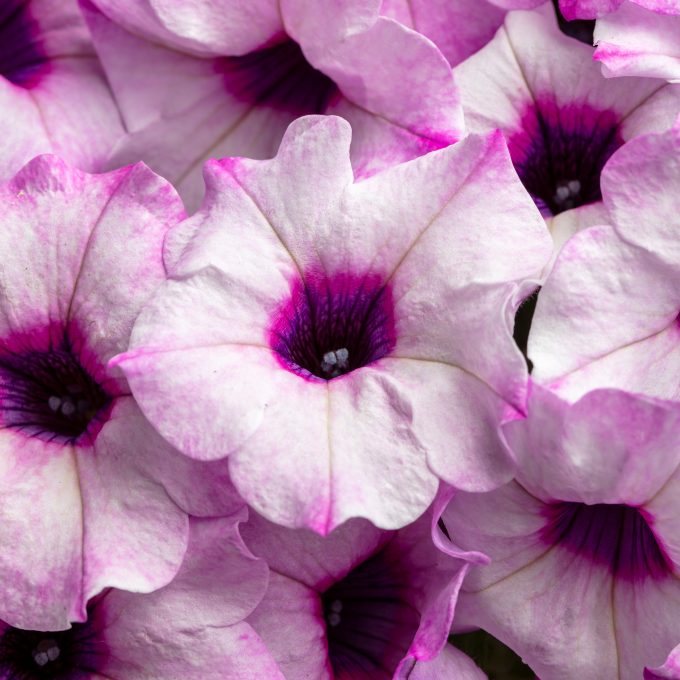Petunia Flower Shower Pinkermint