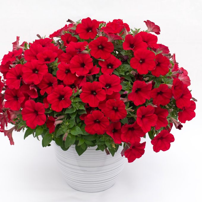 Petunia Inferno The Red
