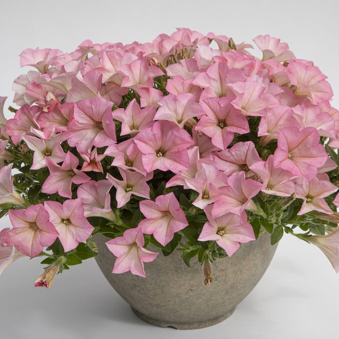 Petunia Surfinia Heavenly Cashmere Pink