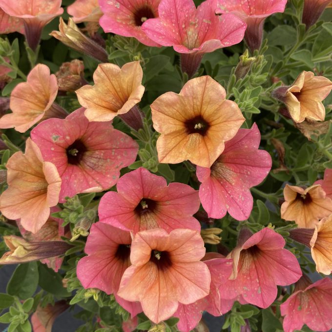 Petunia Surfinia Heavenly Peach Horizon