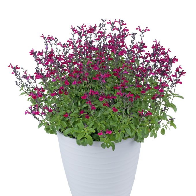 Salvia-VIBE-Ignition-Fuchsia