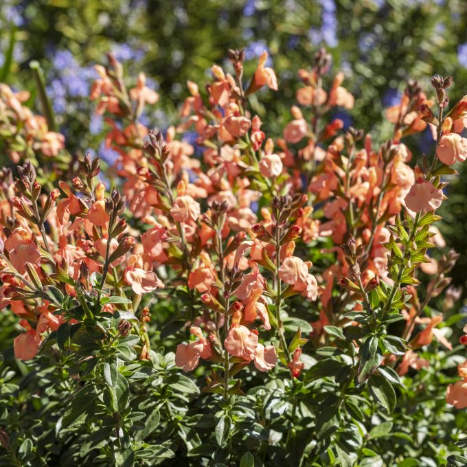 Salvia Vibe Orange 2